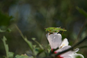 ... grasshopper 379 x 500 56 kb jpeg patience young grasshopper lmao 250