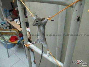funny-mouse-trap