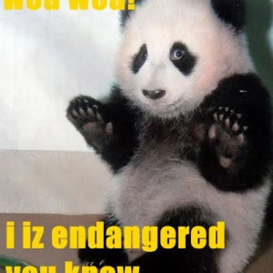 cute panda quotes cute panda quotes cute quote
