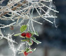 mistletoe-snow-love-pretty-quotes-quote-571374.jpg