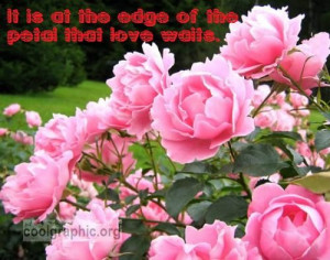 Pink Roses Quotes
