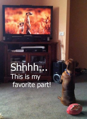Attack Of The Funny Animal Pictures – 35 Pics