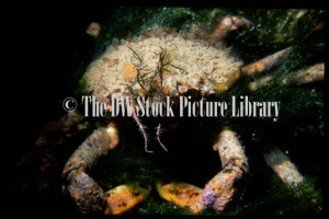 ... , Marinelife, Marine life, Aquatic, Aquatic life, Sea life