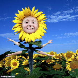 Sunflower Funny #1 Sunflower Funny #2 Sunflower Funny #3 Sunflower ...