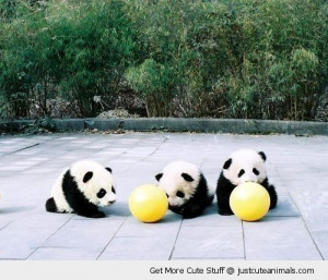 baby panda bears playing happy balls toys cute animals wild wildlife ...
