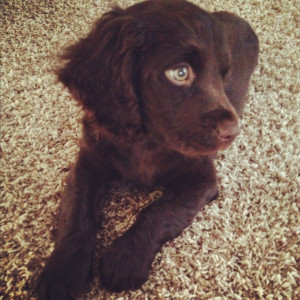 Boykin spaniel puppy - a Boykin is one of the best dogs you could ever ...