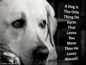 Dog Quotes Love Loyalty Dog