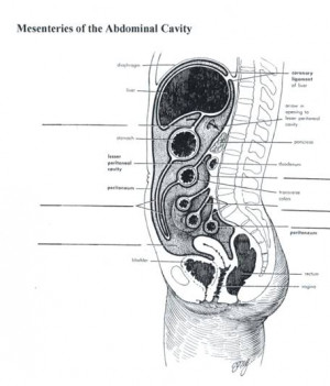 Visceral Peritoneum Digestive System