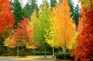Colours of Autumn.