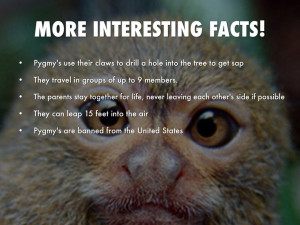 Displaying 17> Images For - Pygmy Marmoset Monkey Facts...