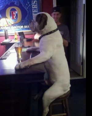 Funny dog drinking at a bar