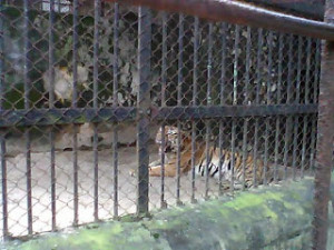 famous zoo in india famous zoo in india famous zoo in india famous zoo ...