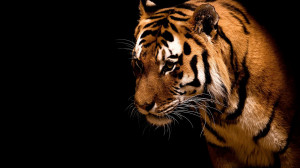 tete de tigre fond noir couleurs vives joli fond ecran image hd - tete ...