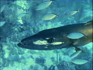 Atlantic Ocean Animals and Plants