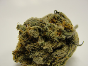 Platinum Kush Marijuana Strain
