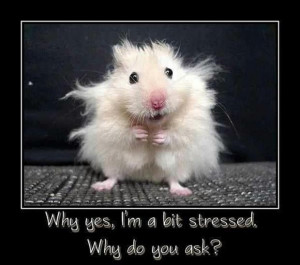 funny demotivational posters, stressed