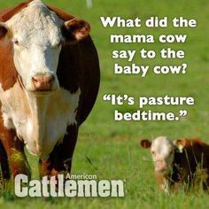 Farm joke for the Kids: What did the mama cow say to the baby cow? bah ...