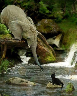 Unusual Friendship Photos