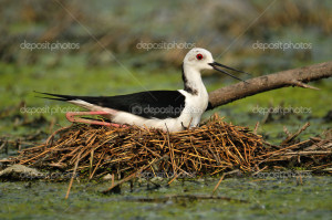 ... -the-birds-nest-water-nest-eggs-birds-black-and-white-bird.jpg
