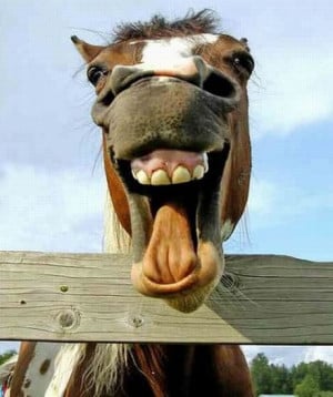Funny Horse Faces-Is the funny horse laughing with me?