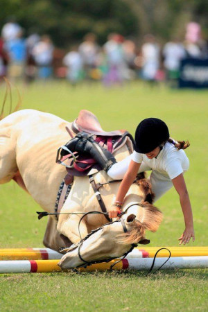 hunter jumper horse equine photo image jump rider equestrian show ...