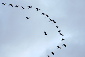 Birds Migration