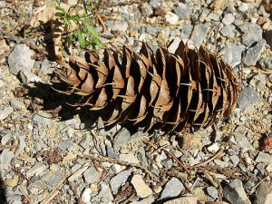 Pine Cone Photo Images Free