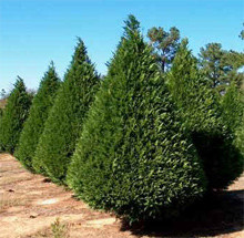 Leyland Cypress Trees