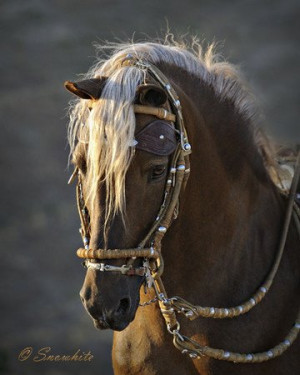 ... cowgirl rodeo ranch show ponypleasure barrel racing pole bending