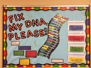DNA structure bulletin board