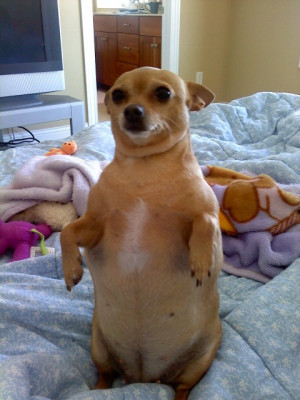 my chubby chihuahua Shanaynay. lol