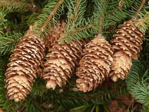 Pine Tree with Pine Cones