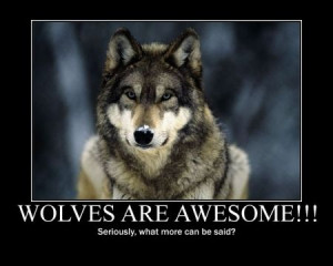 Tags]Indian Quotes About Wolves | animal black, pack, the pack, wolves ...