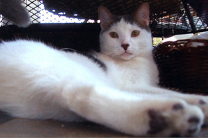 very funny cat pictures funny captions n cat picture cat funny pic cat ...