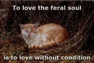 Feral Cat Souls