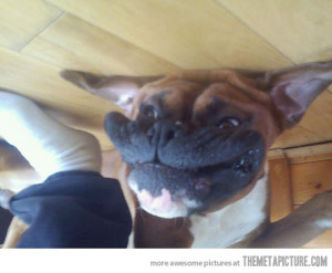 Funny photos funny dog face wrinkles