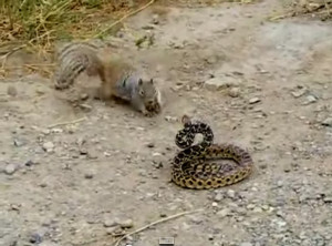 Squirrel attacking snake | Nature | Design we Need