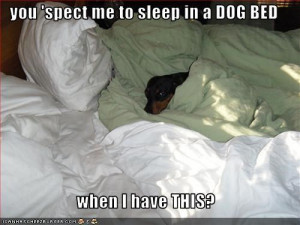 ... dachshund - Page 41 - Loldogs n Cute Puppies - funny dog pictures