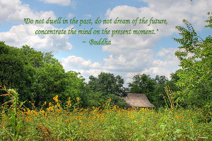 buddha-quote-on-blue-sky-above-field-of-sunflowers-sarah-broadmeadow ...
