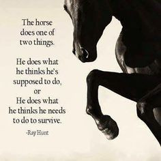 Horse quotes