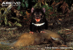 Tasmanian devil photo - Sarcophilus harrisii - G40579 | ARKive