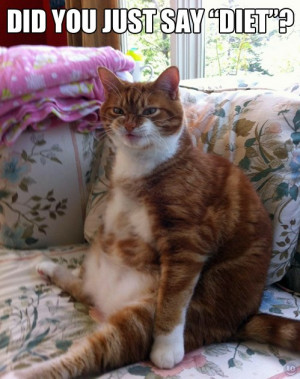funny-pictures-fat-cat-diet