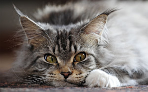 Funny Maine Coon cat wallpapers and images