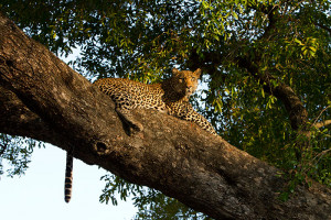 Leopard Sleeping Tree Stock