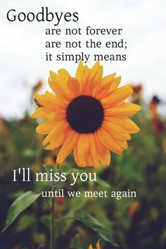 Sunflower Quotes