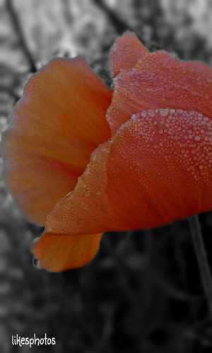... my dear friends ♡#color splash #blur #quotes #nature #rain #reedit