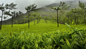 Tea plantation in Munnar, India. Here’s an odd quote by Emilie ...