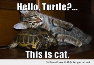 BLOG - Funny Turtle Pics