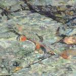 Fine Art Prints Fish Trout Water Brook Trout By Baslee Troutman Fine