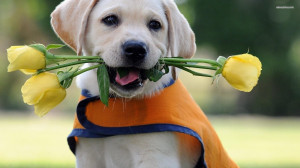Labrador Retriever puppy wallpaper 1920x1080